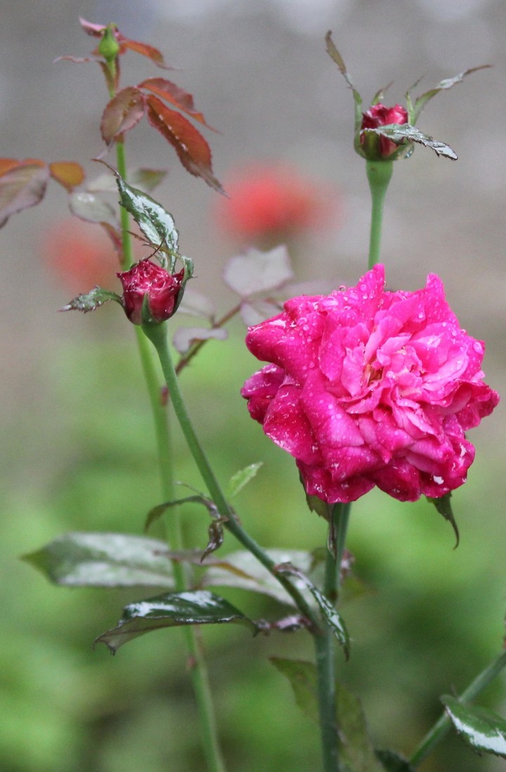 rose in the rain