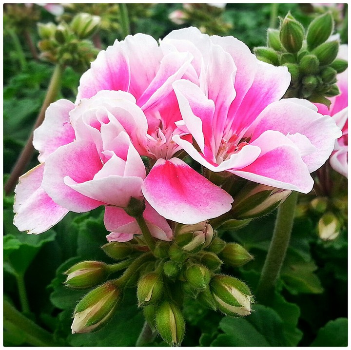awesome flowers