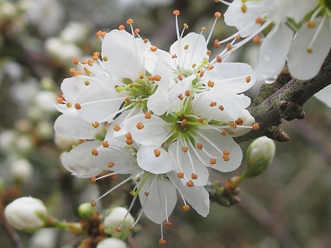 hình nền tree, flower