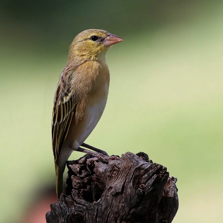Fêmea de tecelão-do-Nilo (Ploceus taeniopterus)