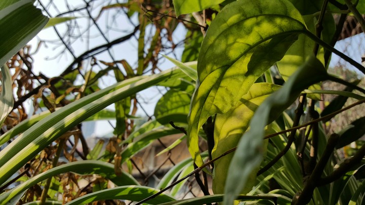 Sunlight on leaves