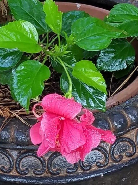 low pink