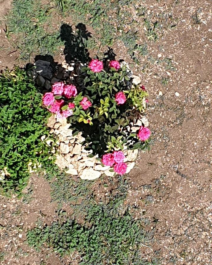 rose