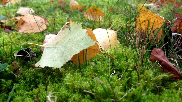 Autumn leaves