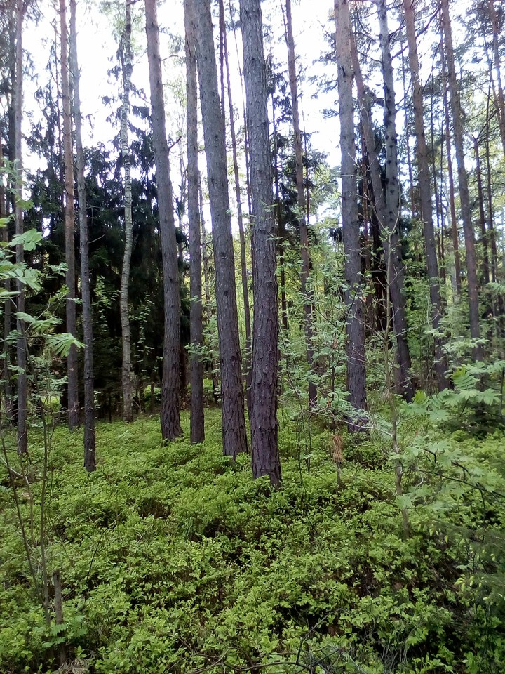 nature