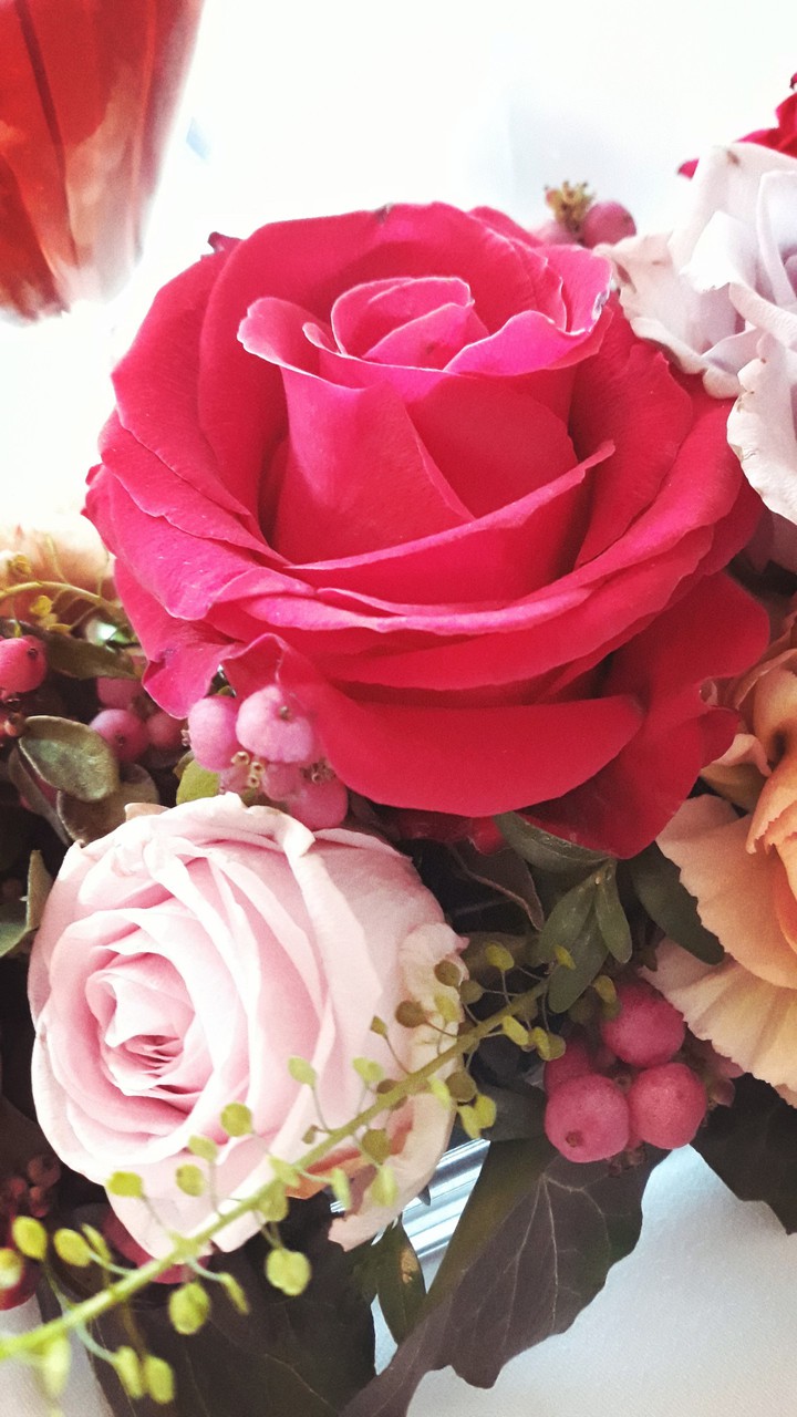 Rose