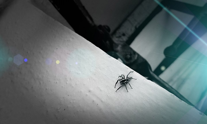 Spider-Black&White