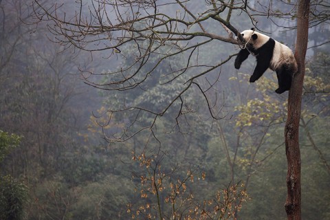 panda