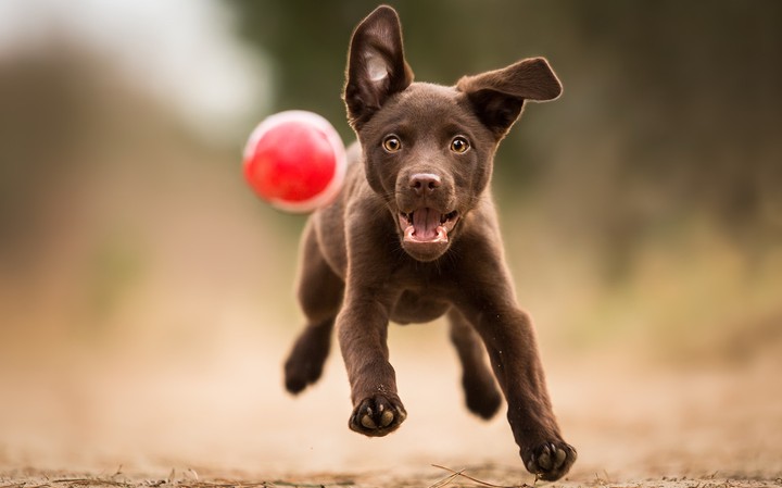 Dog