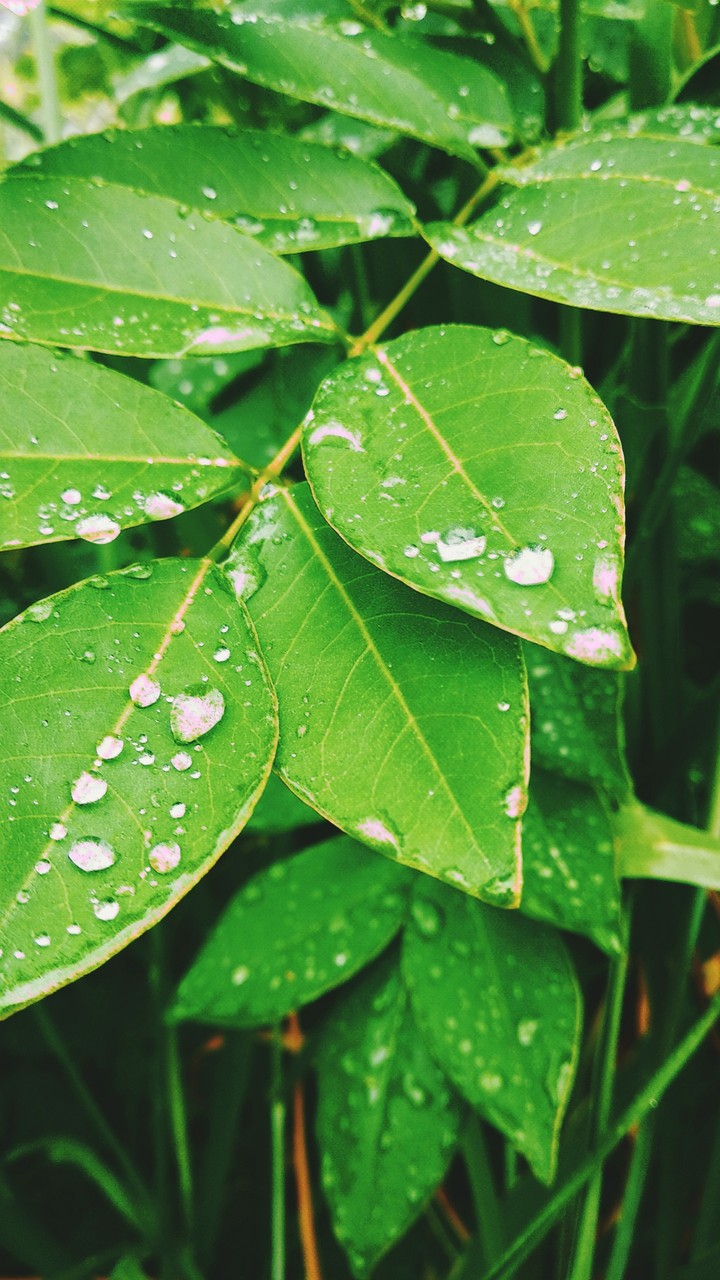 Green Leaves