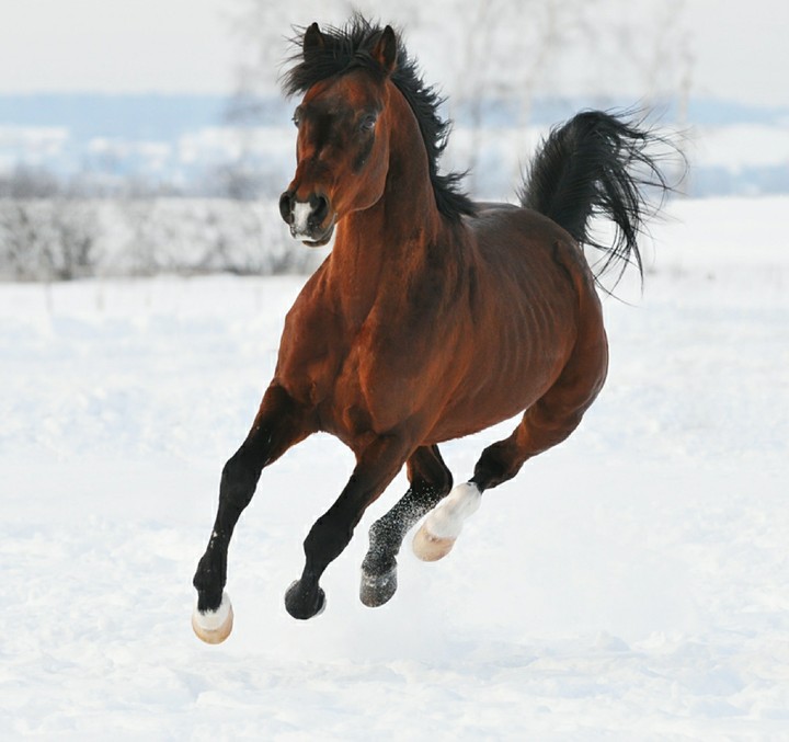 snow