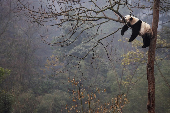 panda
