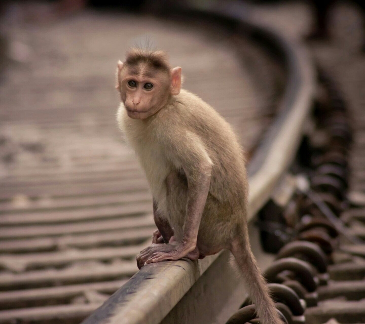 indian monkey