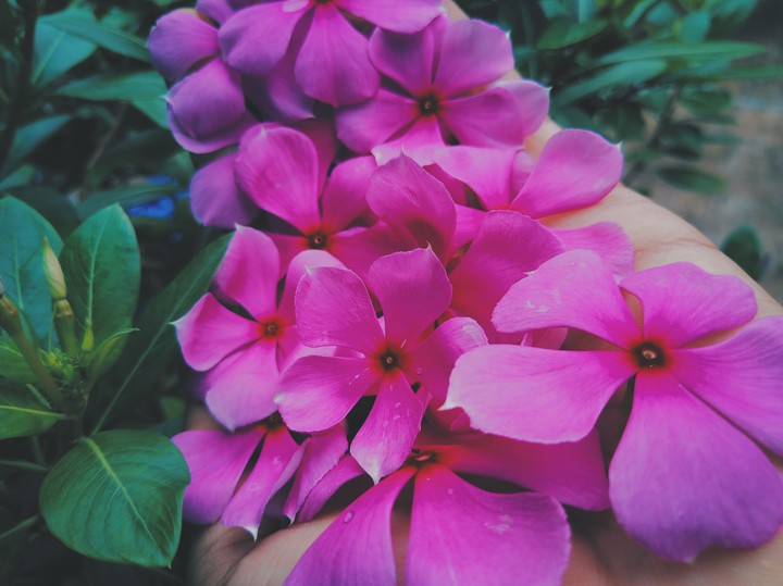 flowers