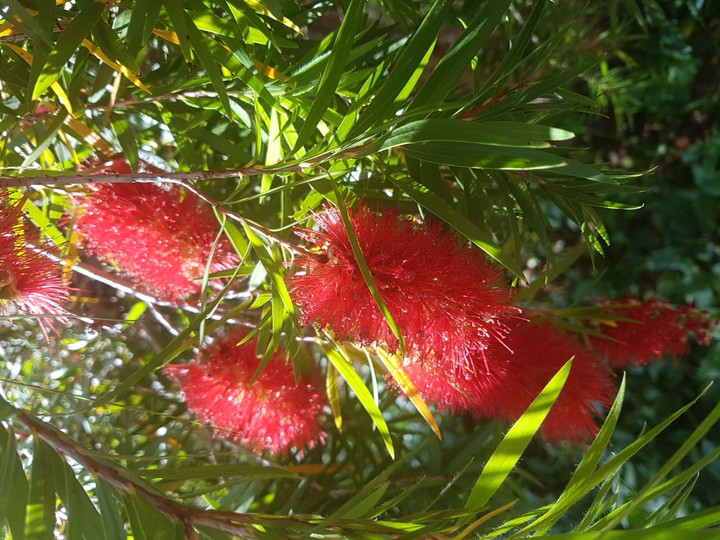 Bottlebrush