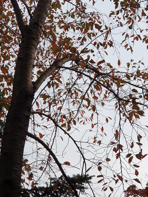 trunk, event Hintergrundbilder