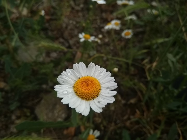 papatya