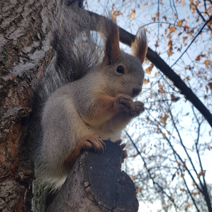 #белочка с орешком