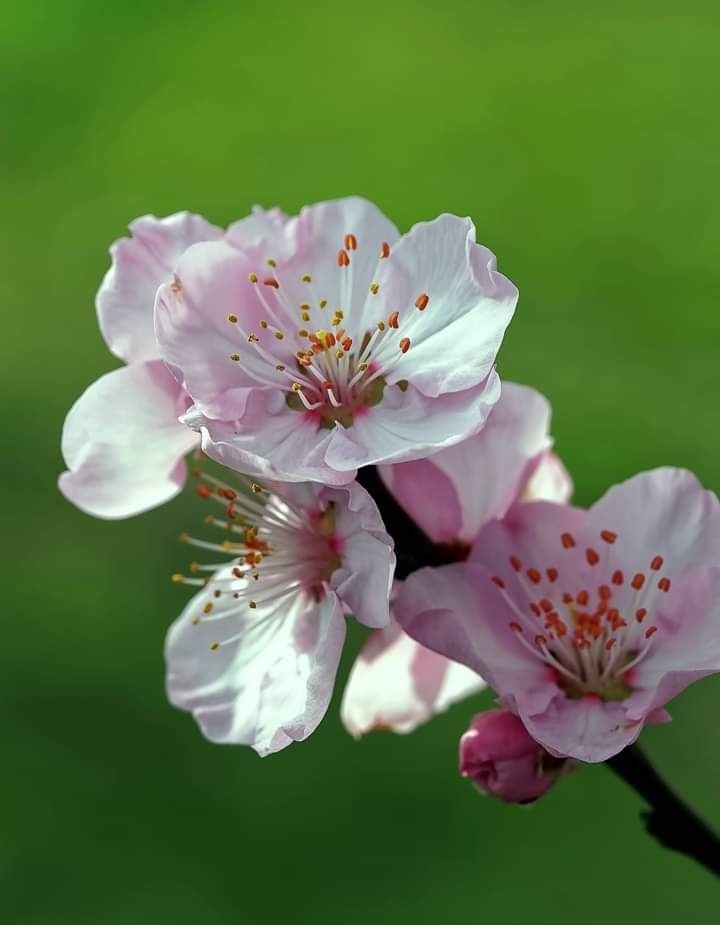 spring