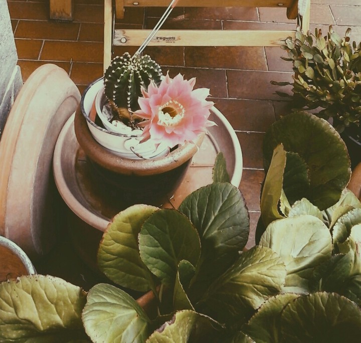 piante e giardino