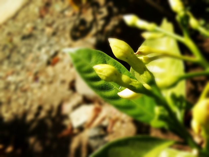 pic by oppoa59s