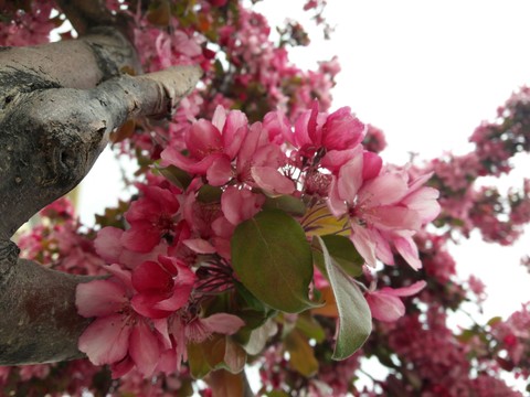 spring