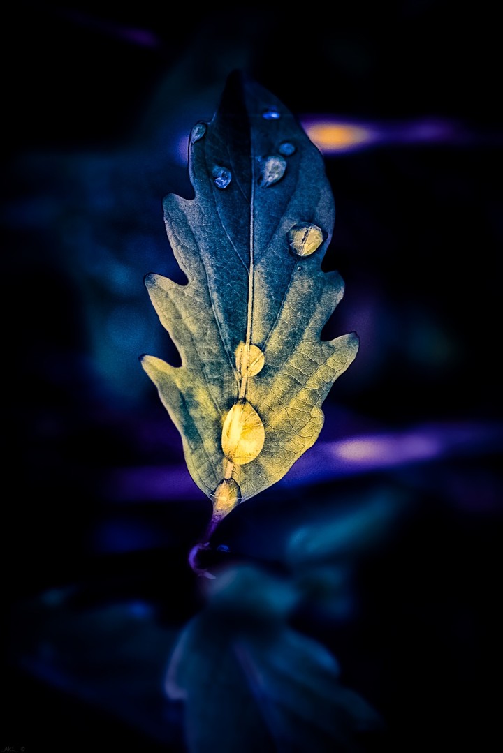 Droplets on Leaf