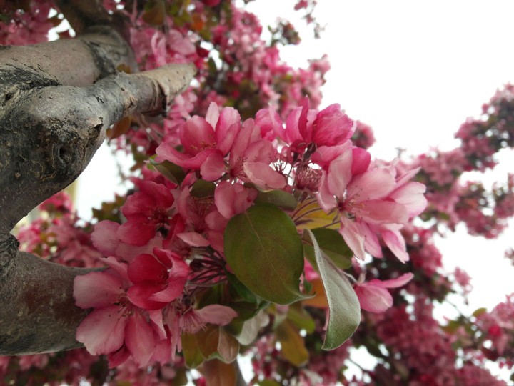 spring