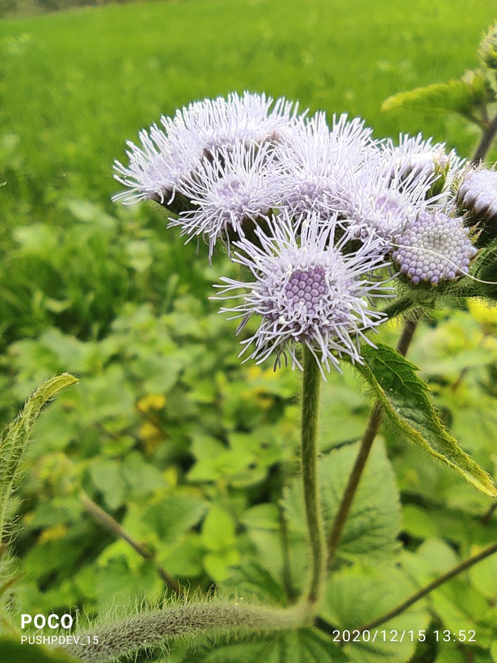 Flower