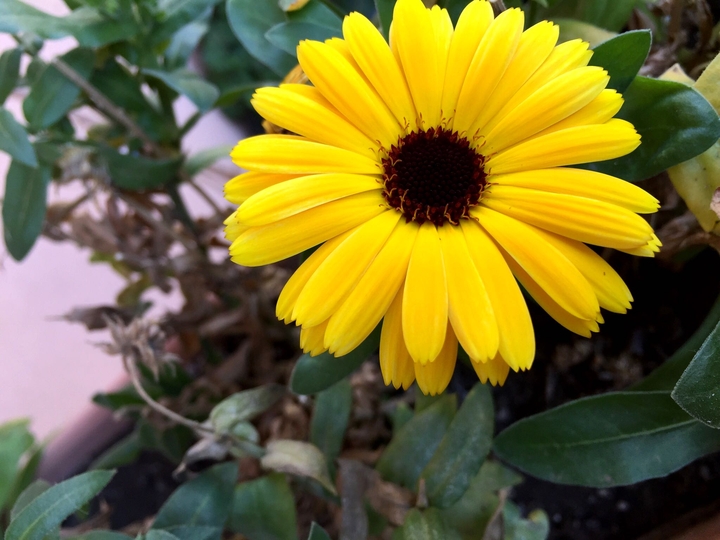 yellow
