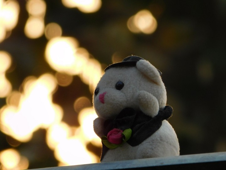 Teddy