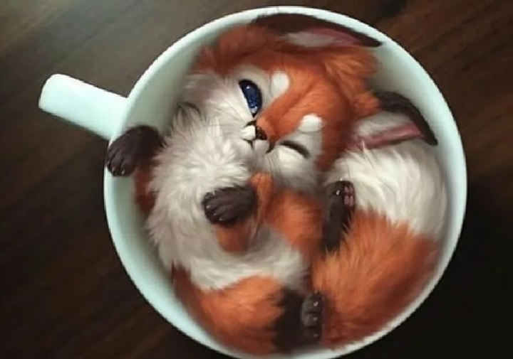 fox