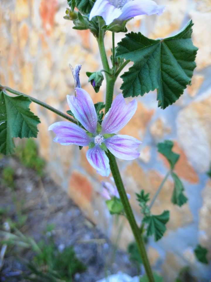 flor