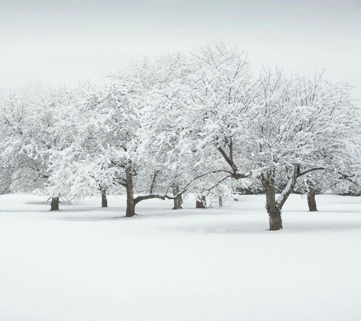 white frost forest