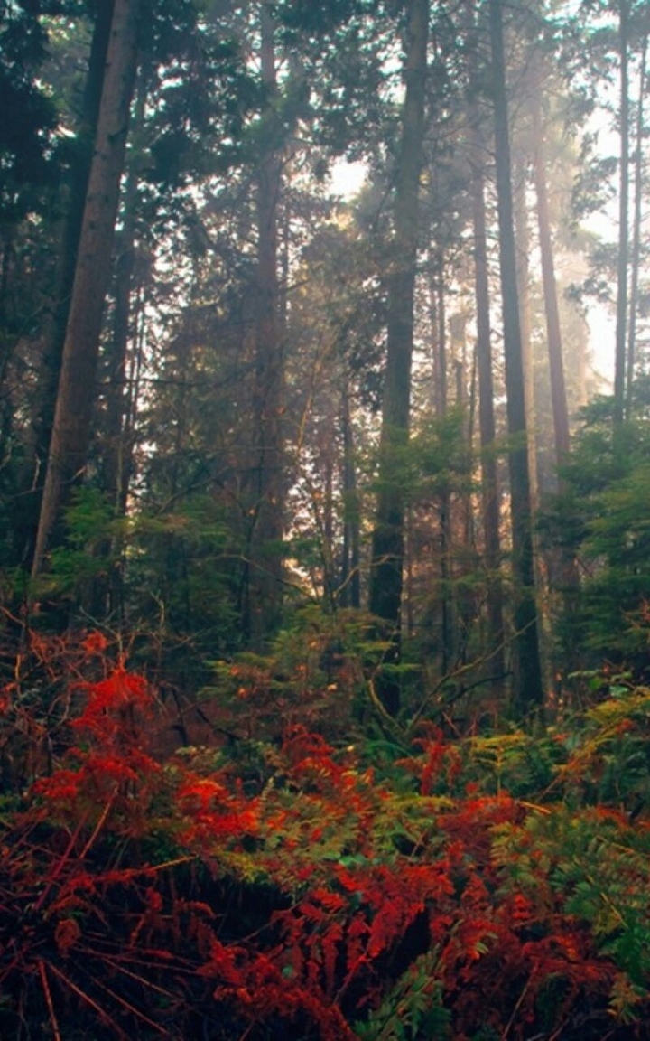 Forest
