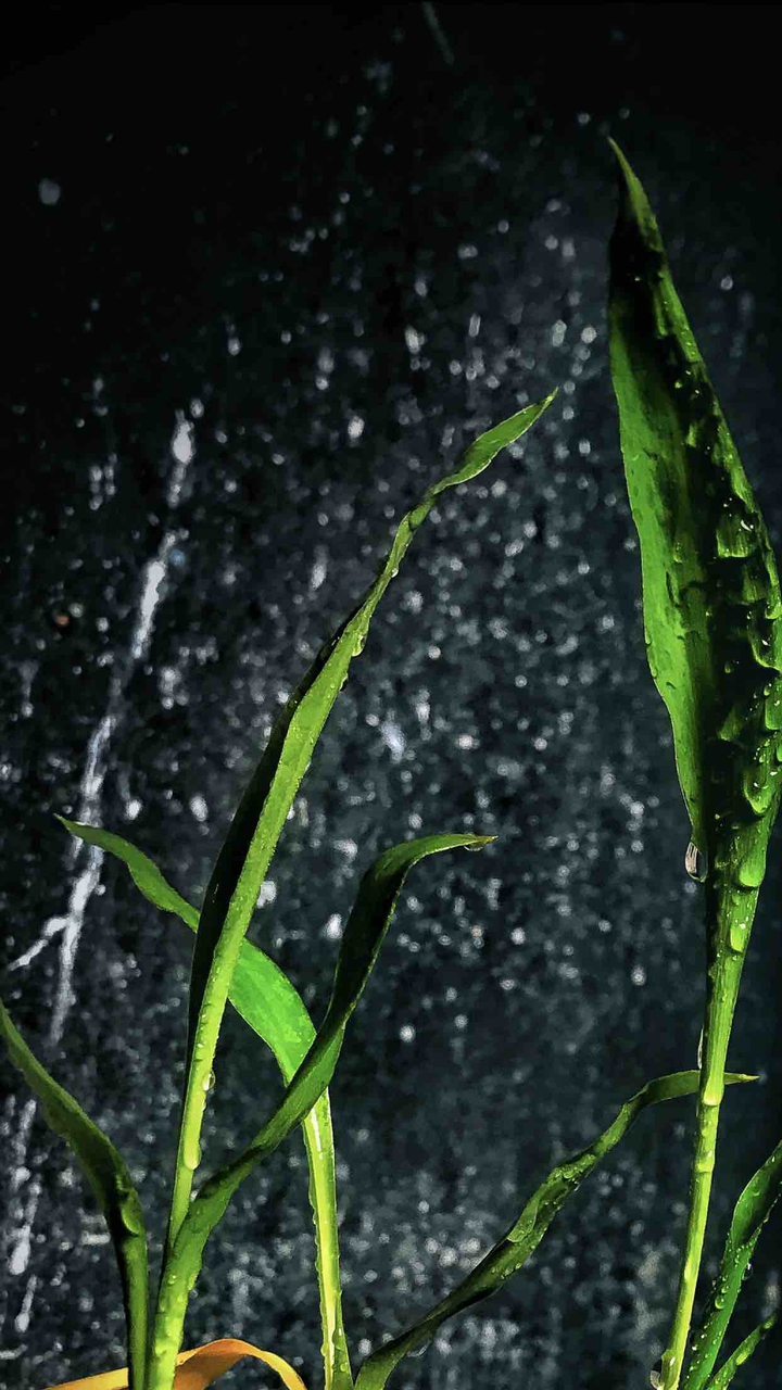 Bamboo Freshness