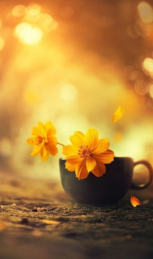 autumn cup