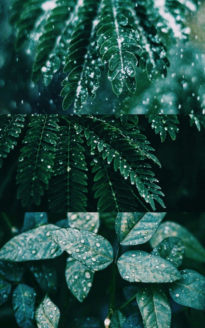 Greenlist