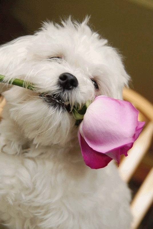 dog