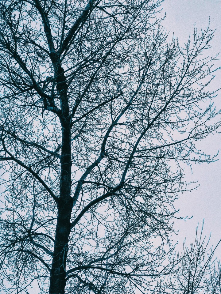 Дерево