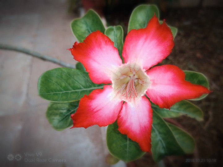 flower p