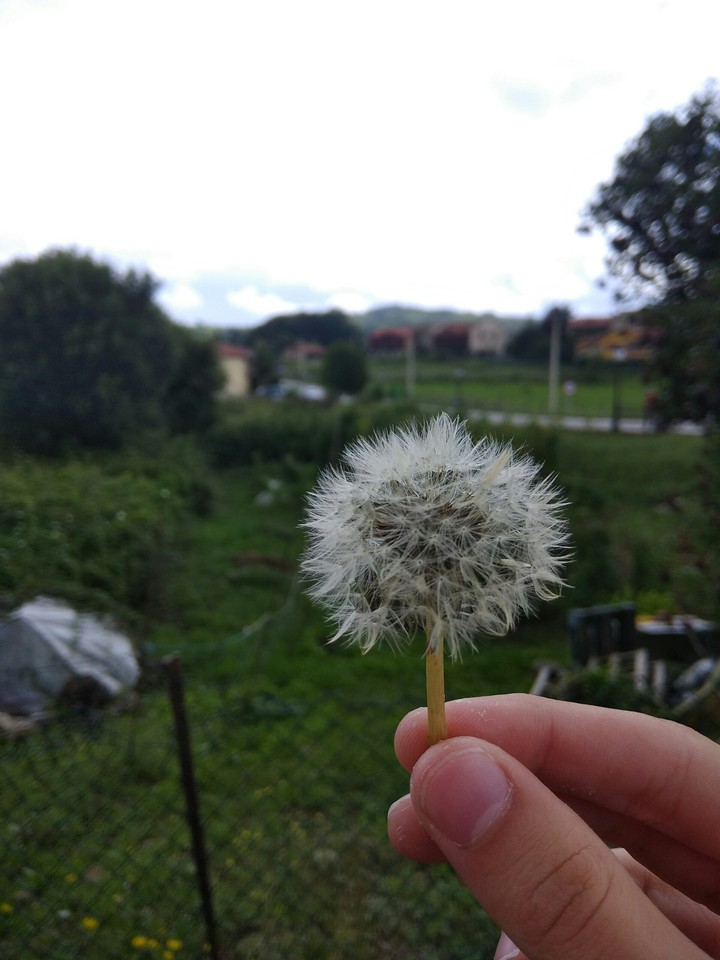 Dandelion