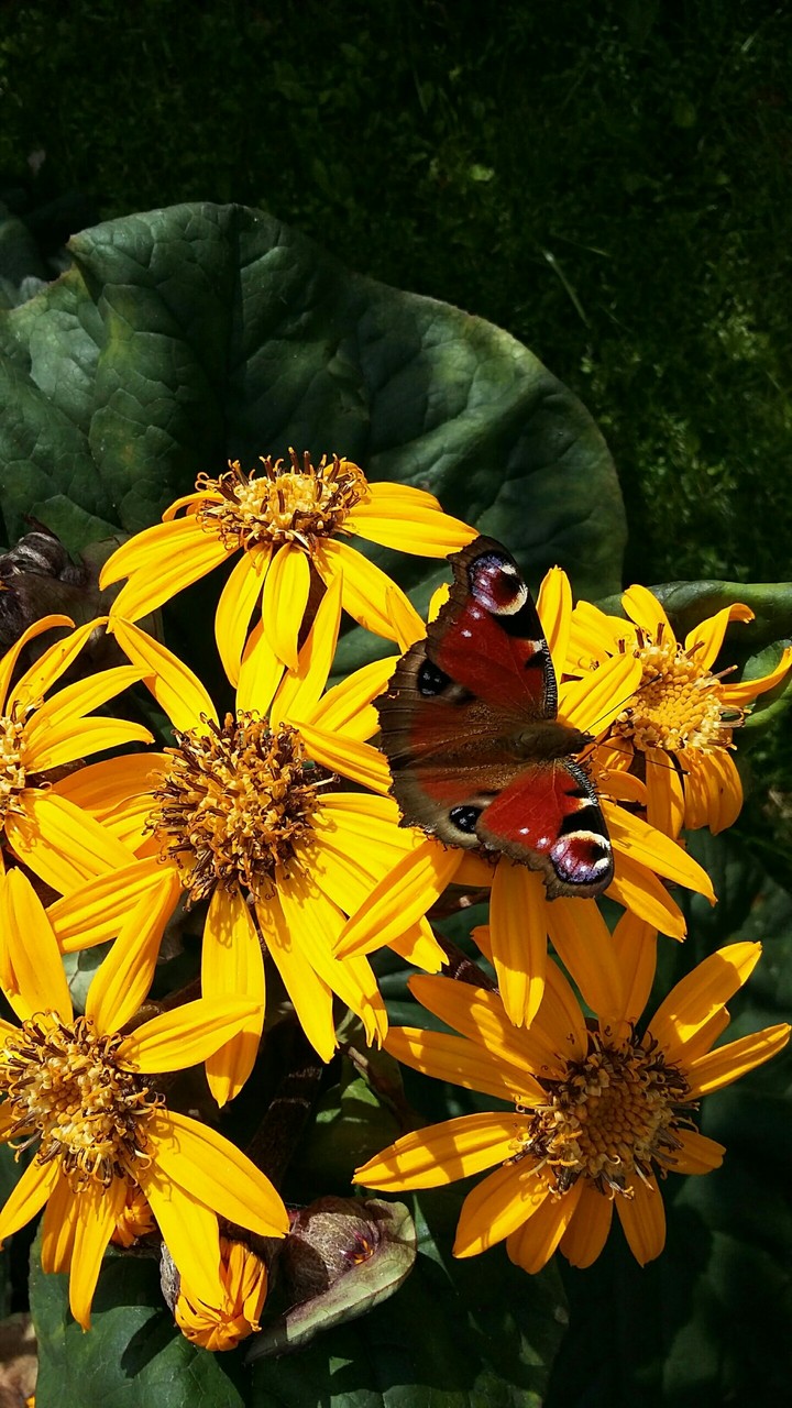 Colours