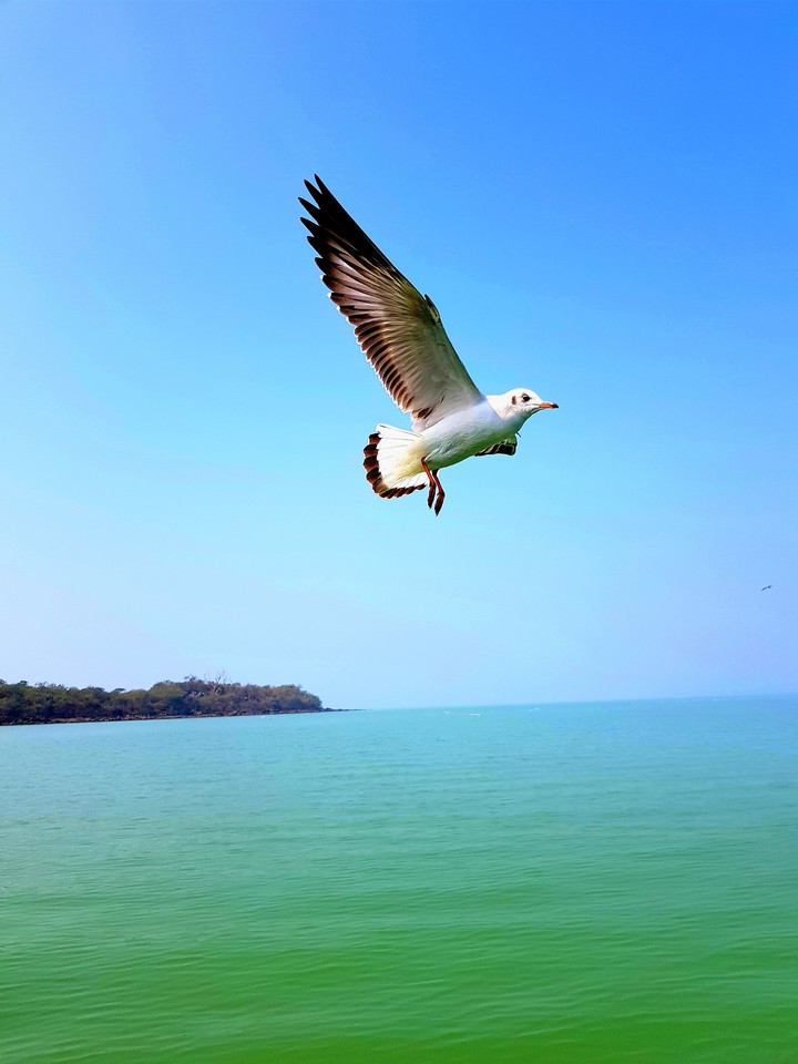 Bird flying