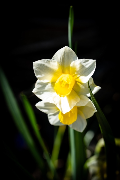 обои Yellow, flower