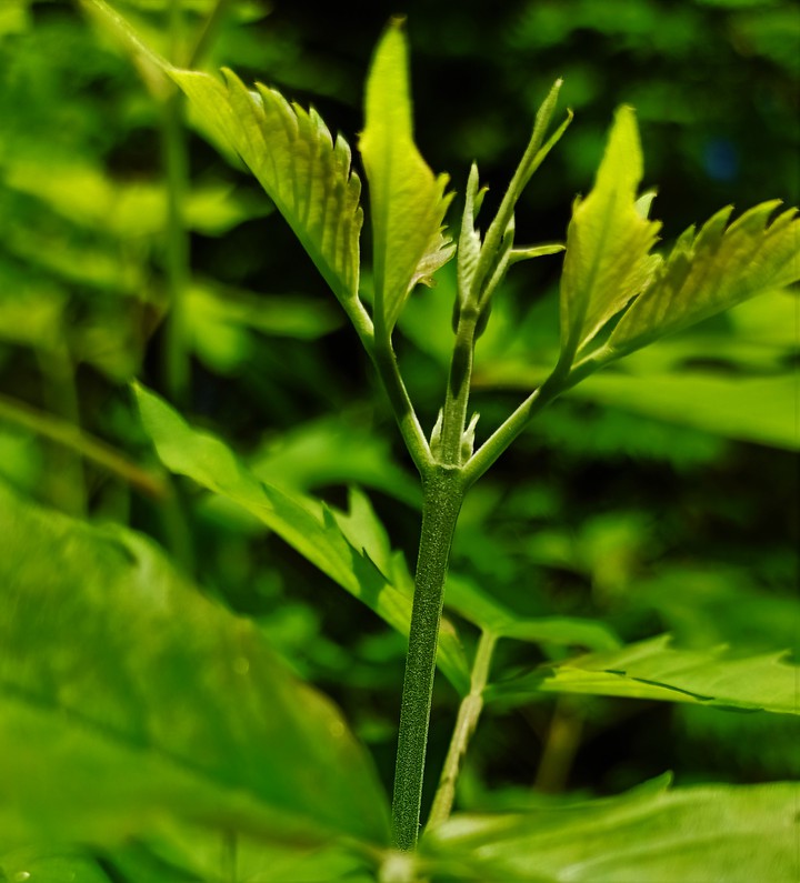 nature