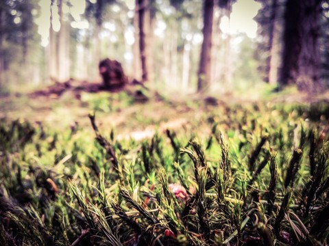 Lovely moss