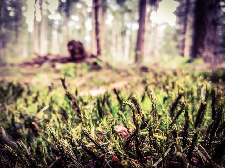 Lovely moss