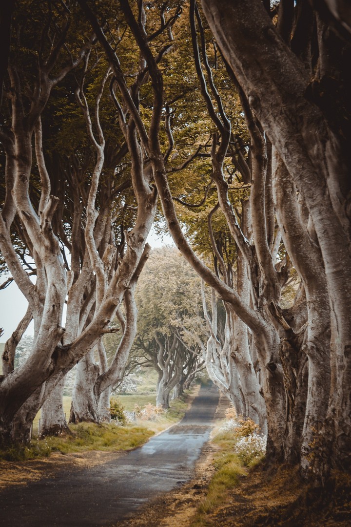 Trees on roads