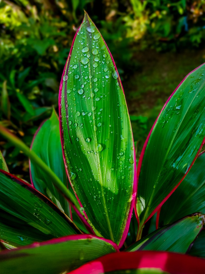 leaves